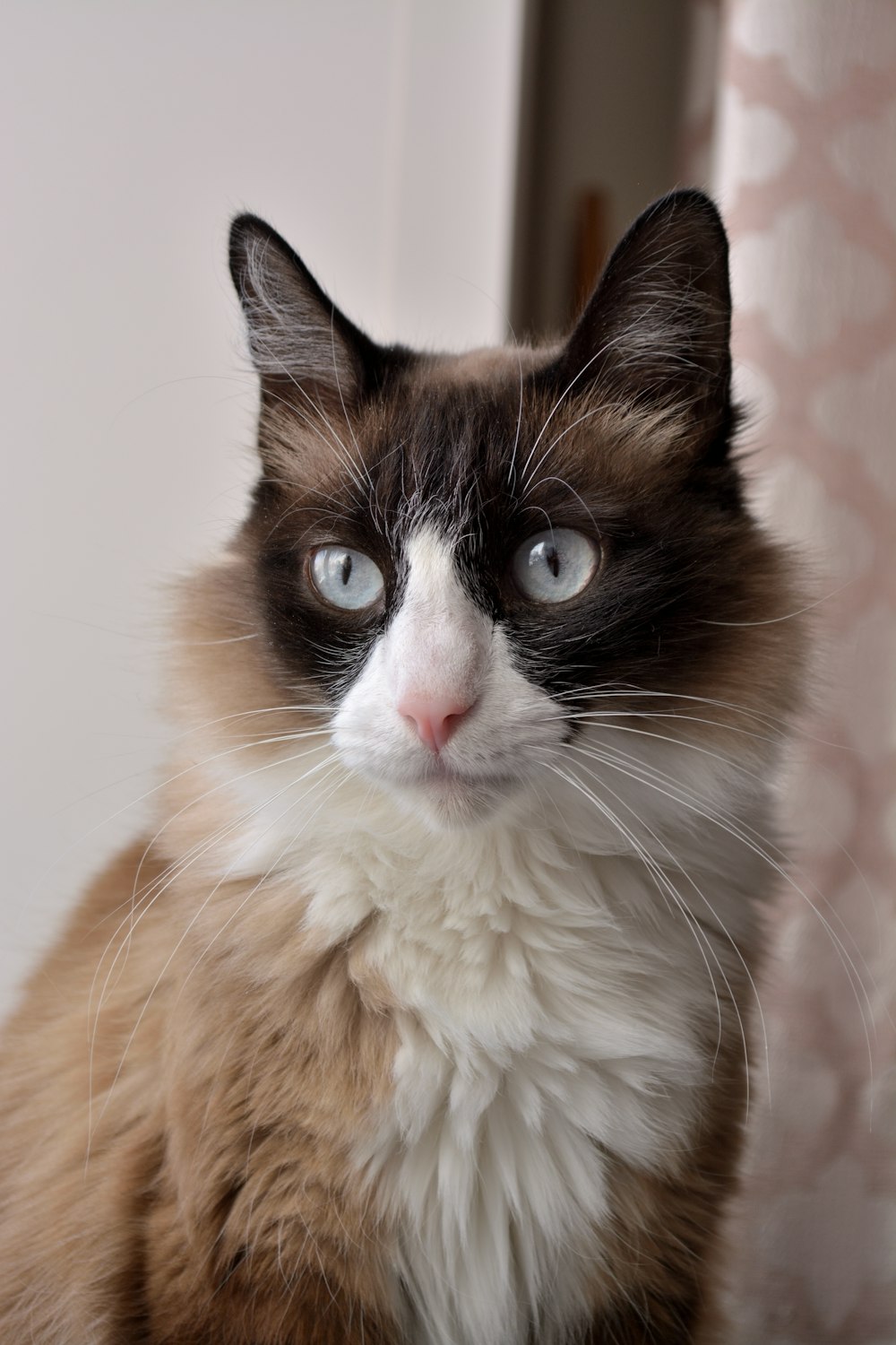 a close up of a cat with blue eyes