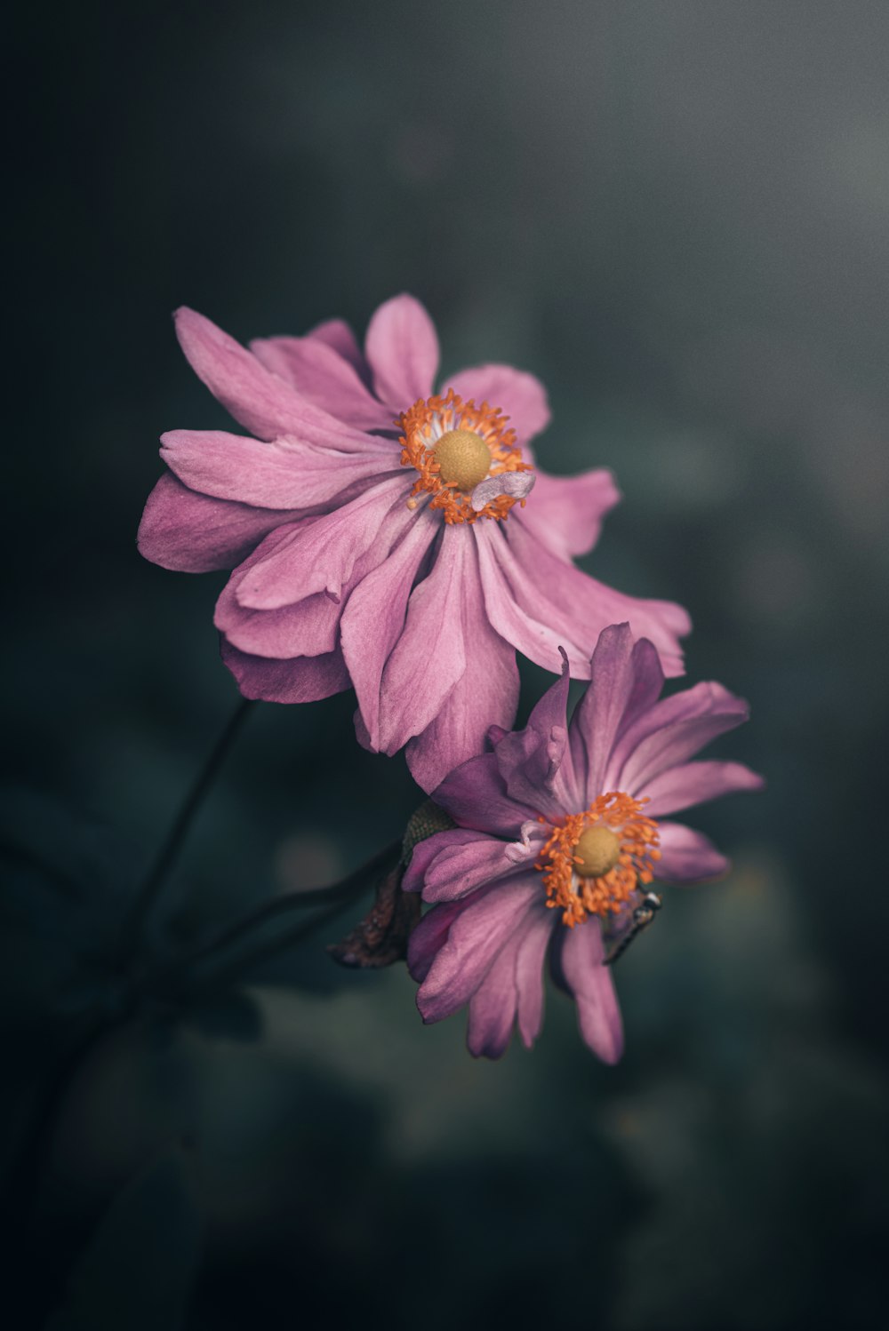 a couple of pink flowers sitting on top of a table