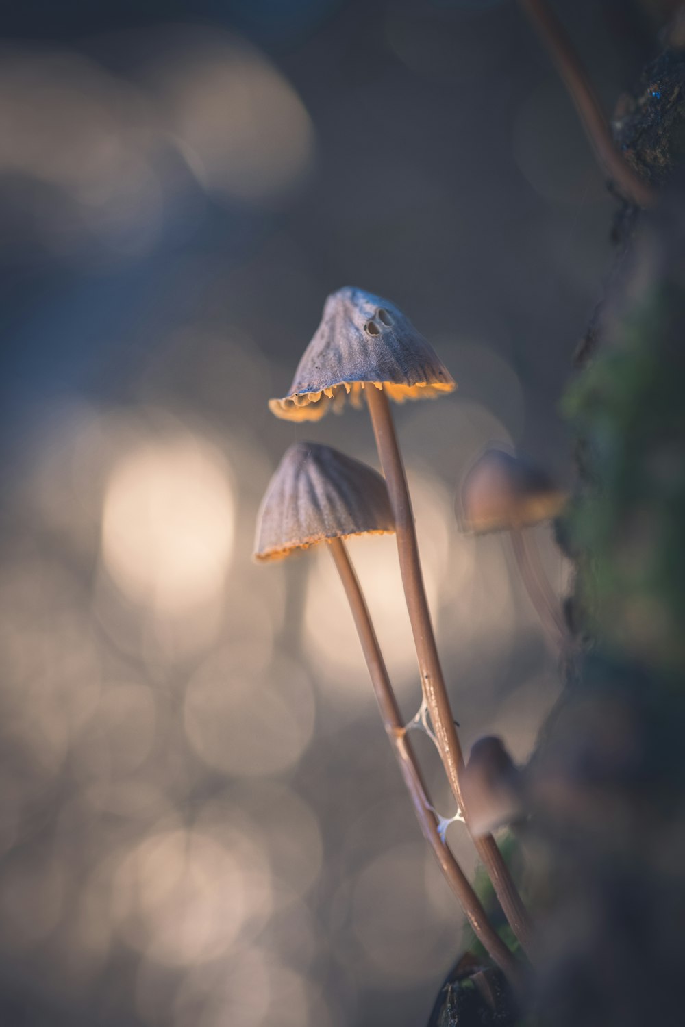 a close up of two mushrooms on a tree