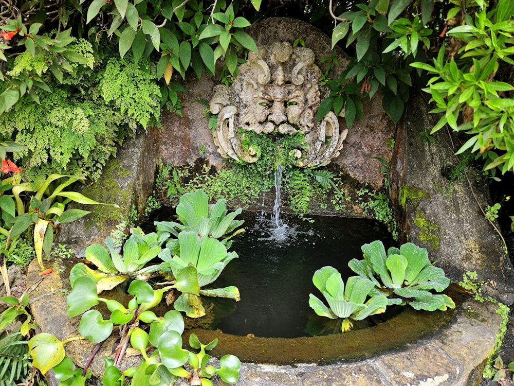 a small pond surrounded by greenery and a statue
