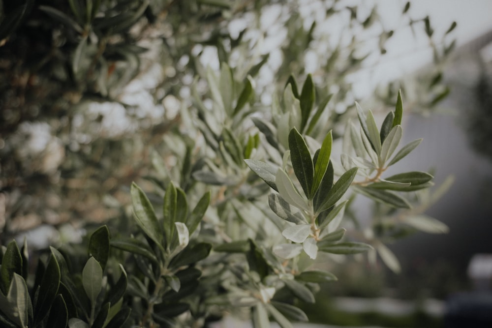 a close up of a tree with leaves