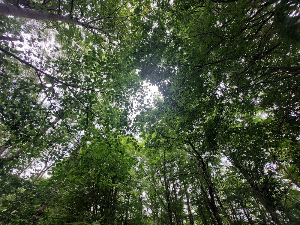 looking up into the canopy of a forest