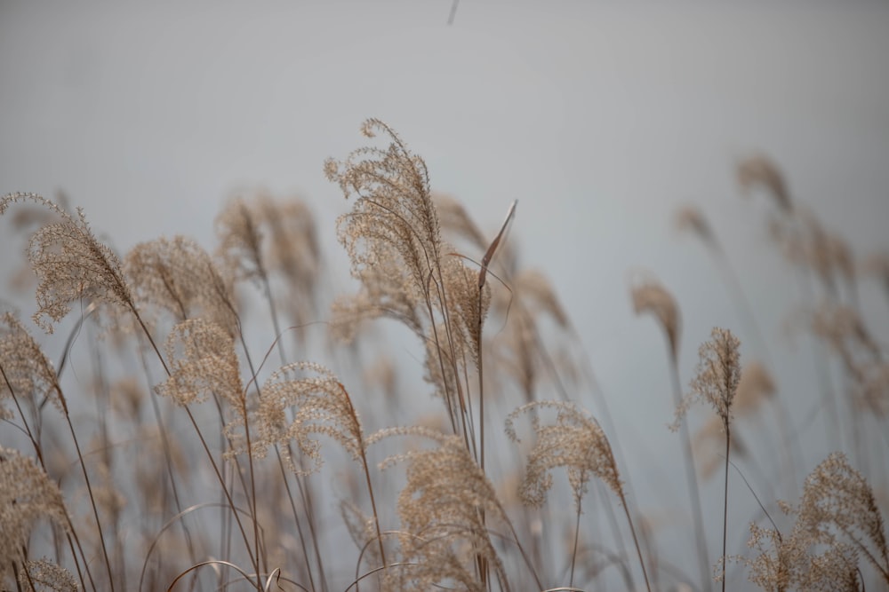 a bunch of tall dry grass blowing in the wind