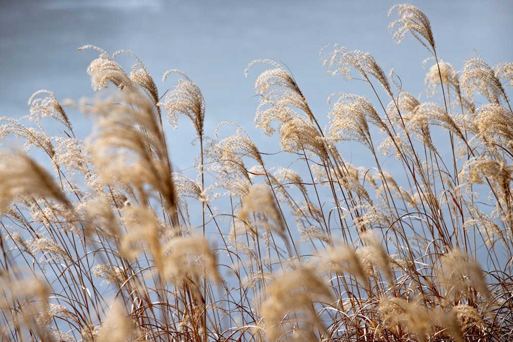 a bunch of tall dry grass blowing in the wind