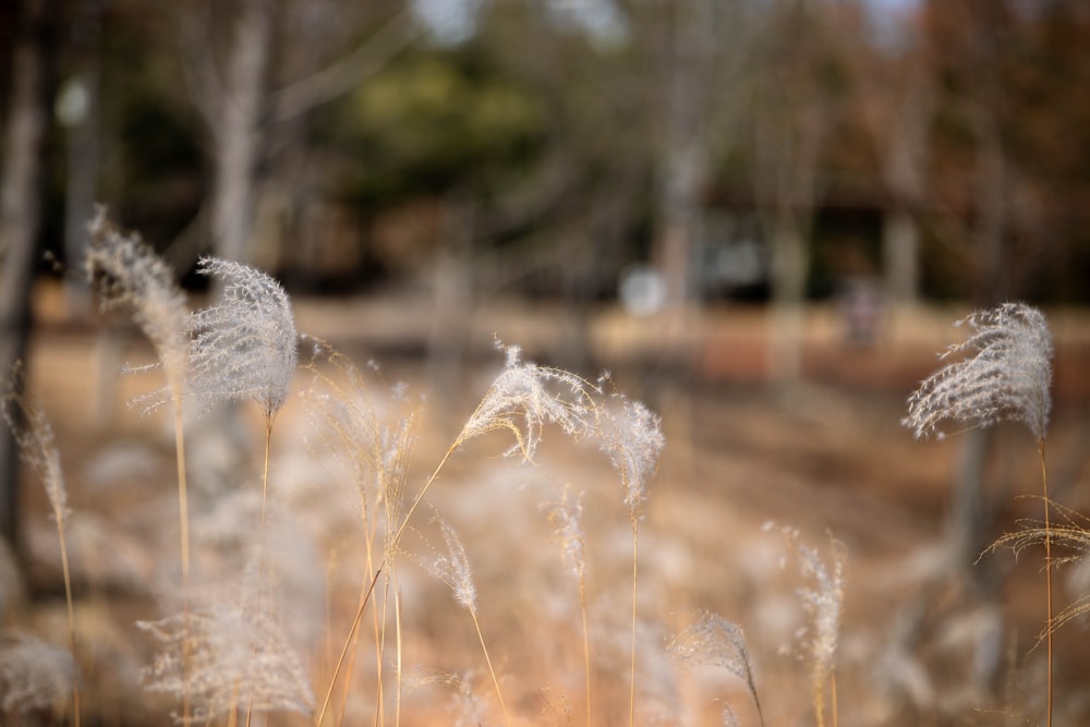 a close up of a bunch of plants in a field