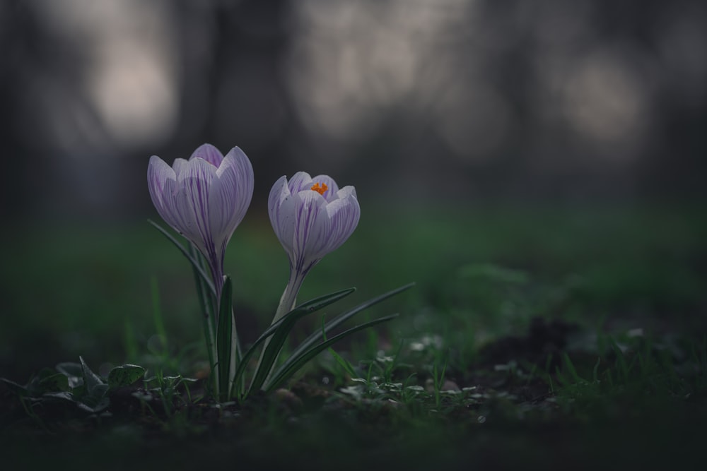 a couple of purple flowers sitting on top of a lush green field