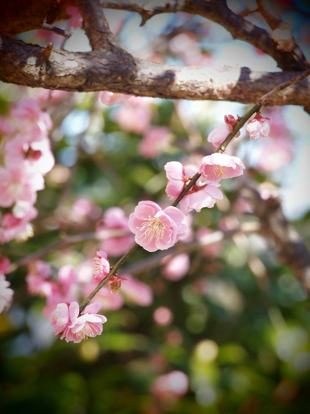 a branch of a tree with pink flowers