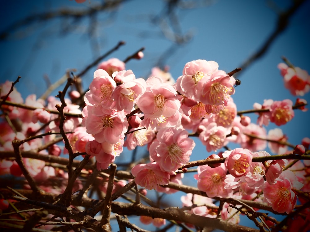 a branch with pink flowers on it against a blue sky