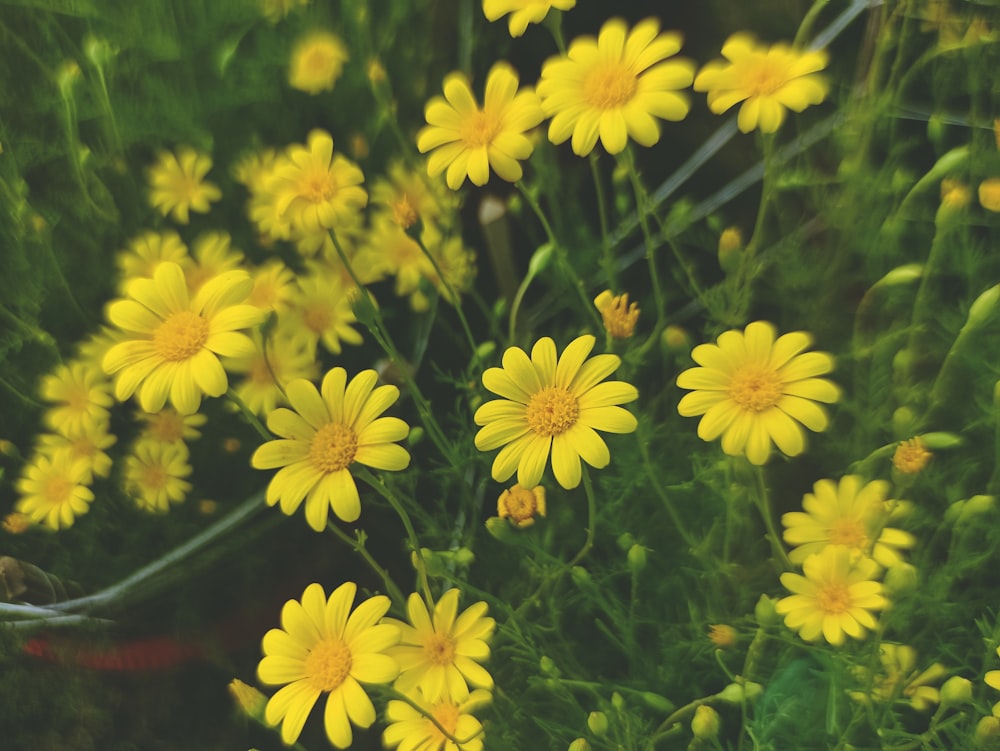 a bunch of yellow flowers that are in the grass