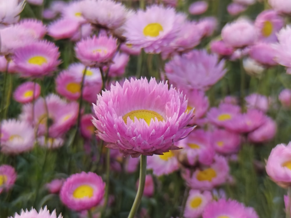a field of pink flowers with yellow centers