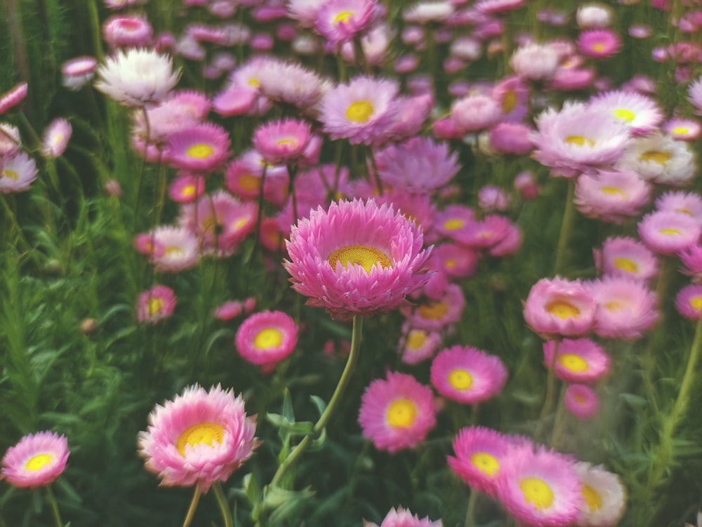a field full of pink and white flowers