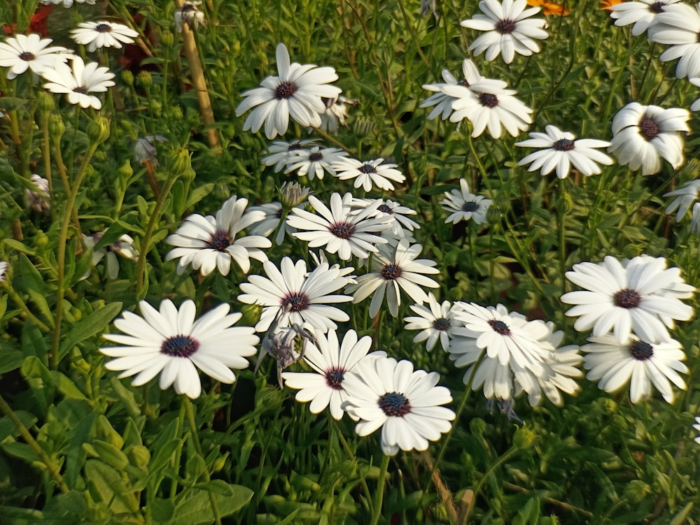 a bunch of white flowers in a field