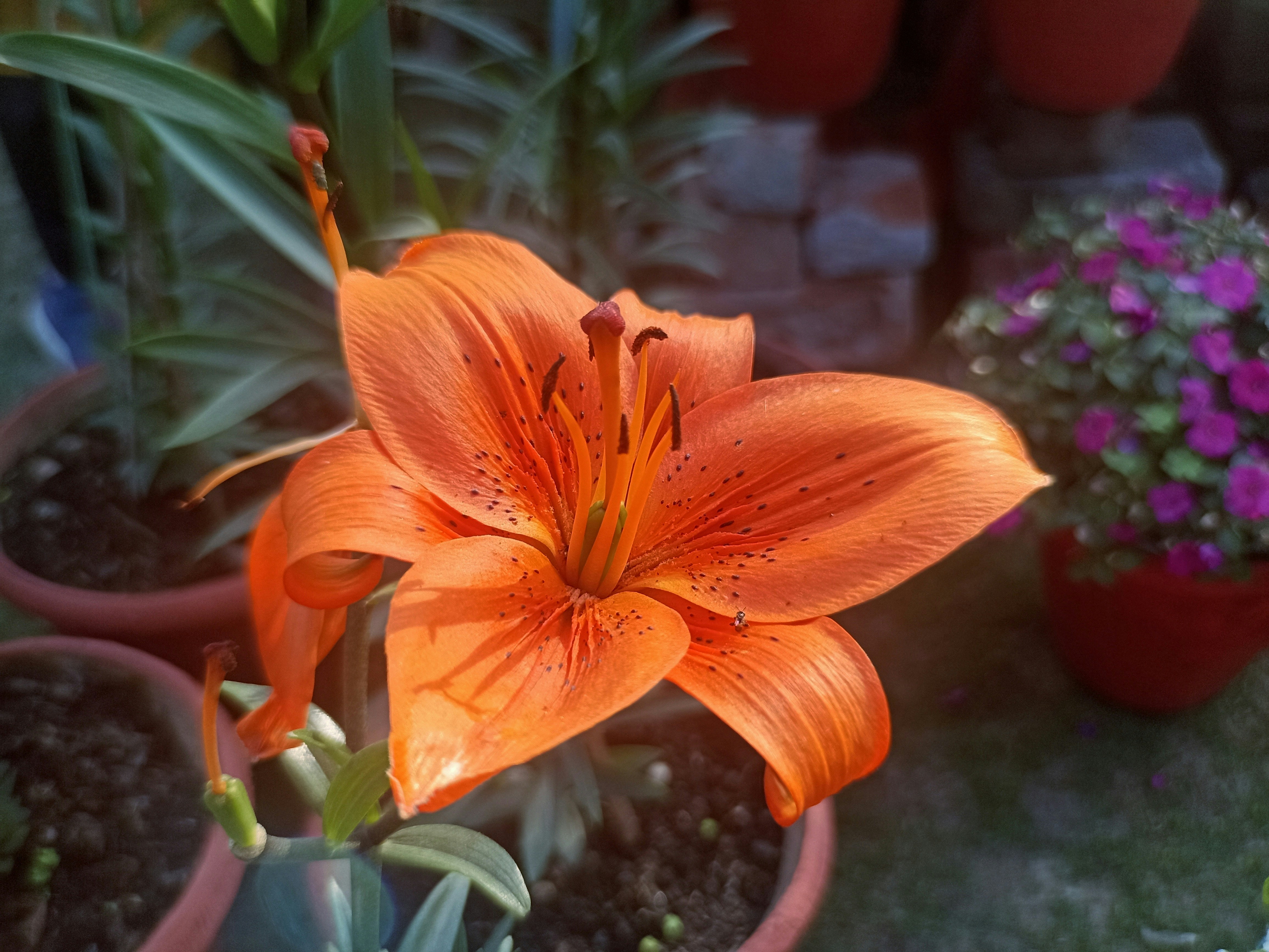 um close up de uma flor de laranja em um vaso