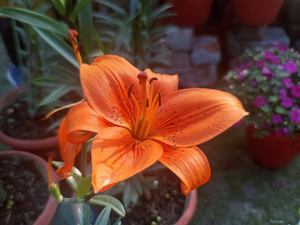 a close up of an orange flower in a pot