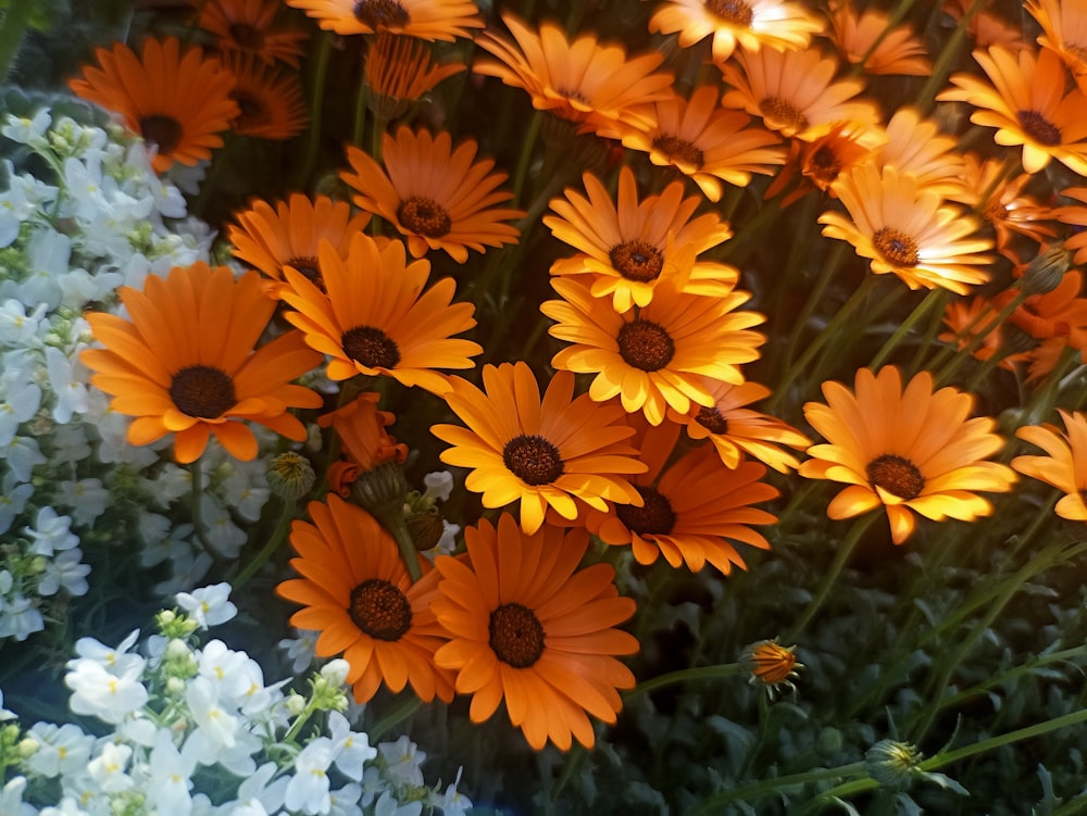 a bunch of orange and white flowers in a garden