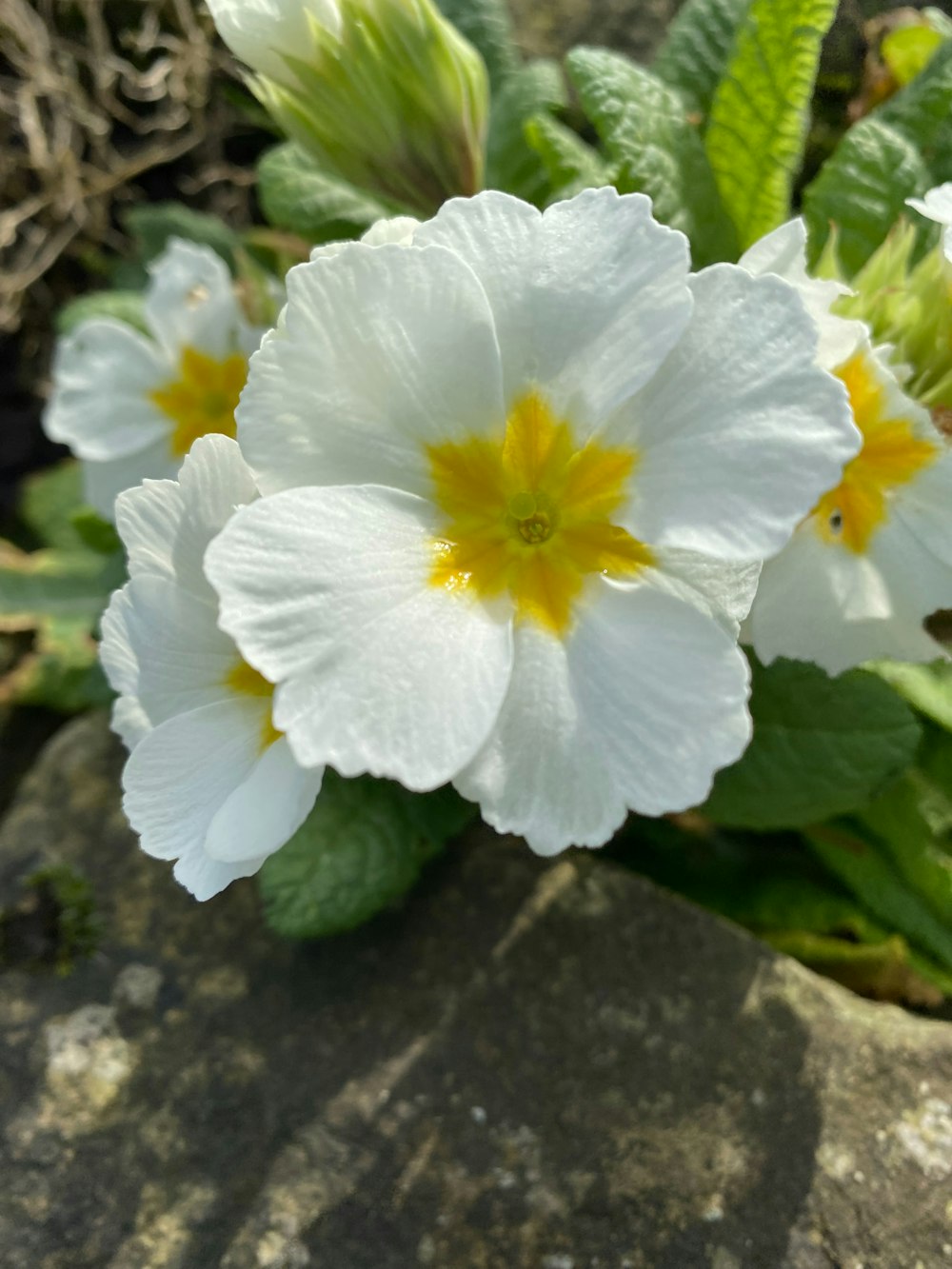 a close up of a flower on a rock