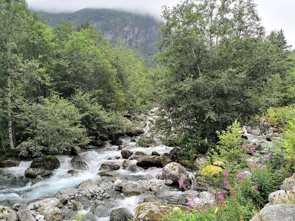 a river running through a lush green forest