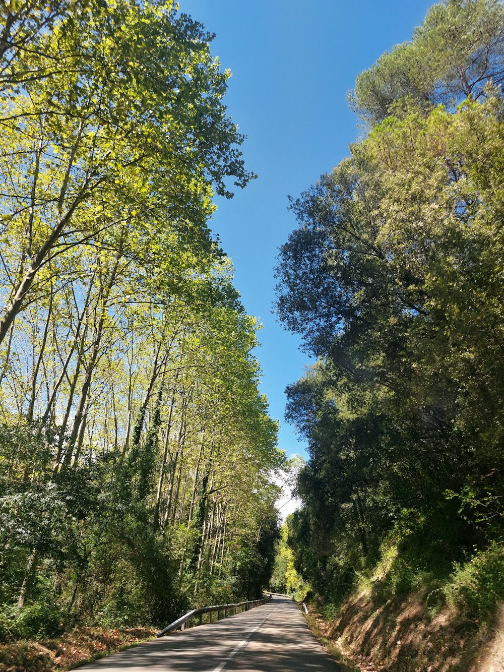 an empty road surrounded by trees on a sunny day