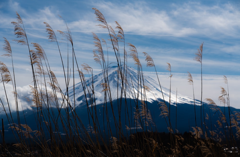 tall grass blowing in the wind with a mountain in the background
