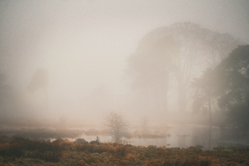 a foggy field with a pond and trees