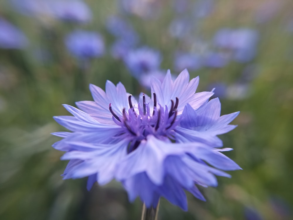 a close up of a purple flower with blurry background