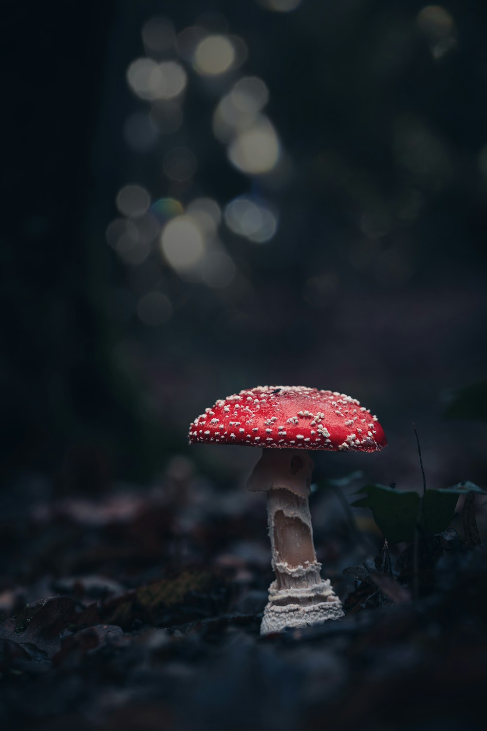 a red mushroom sitting on top of a forest floor