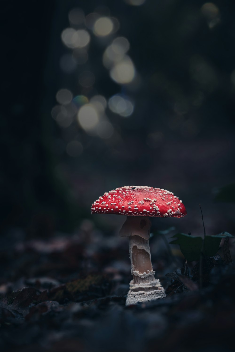 숲 바닥 위에 앉아있는 빨간 버섯