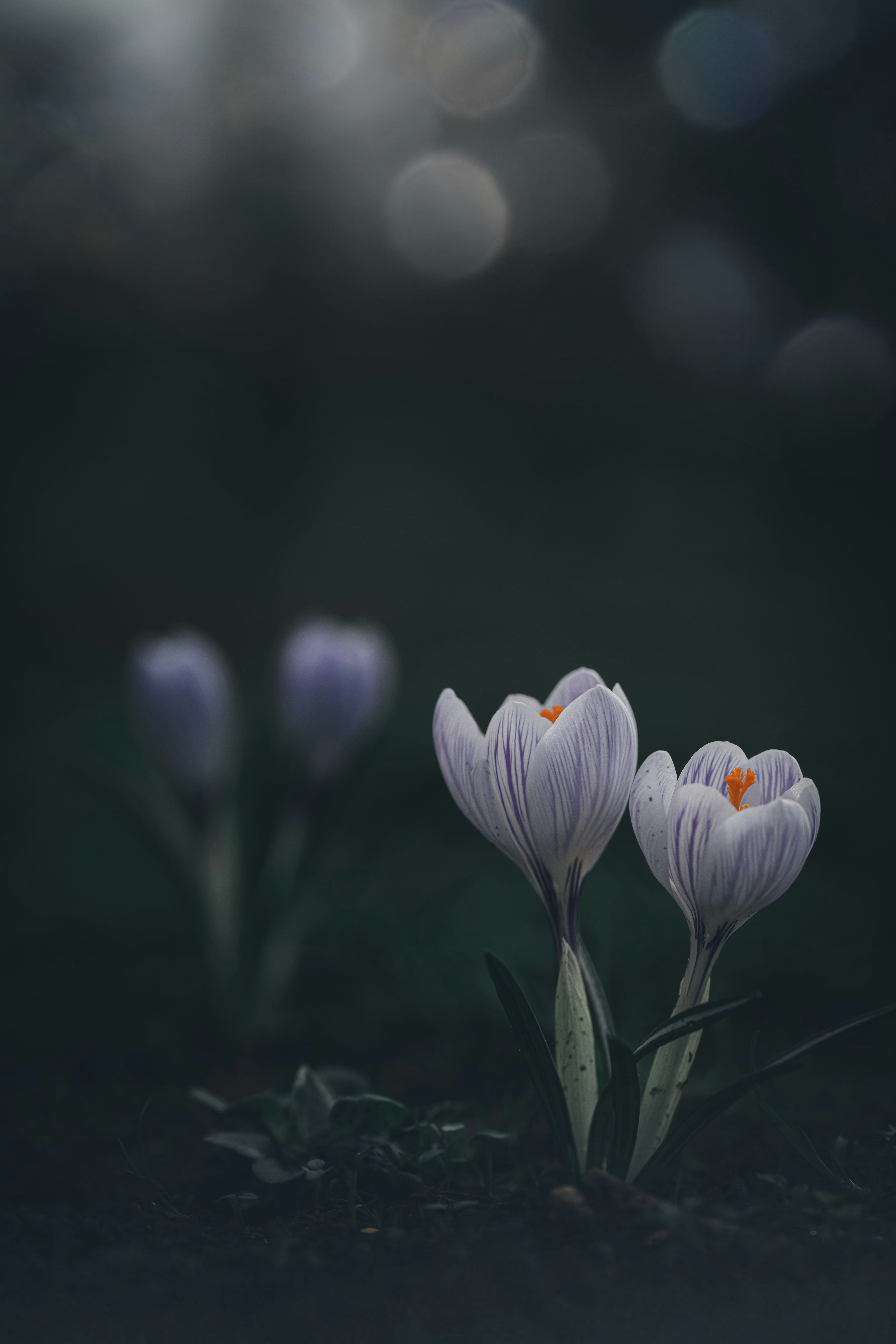 Photo by matt_captures_nature