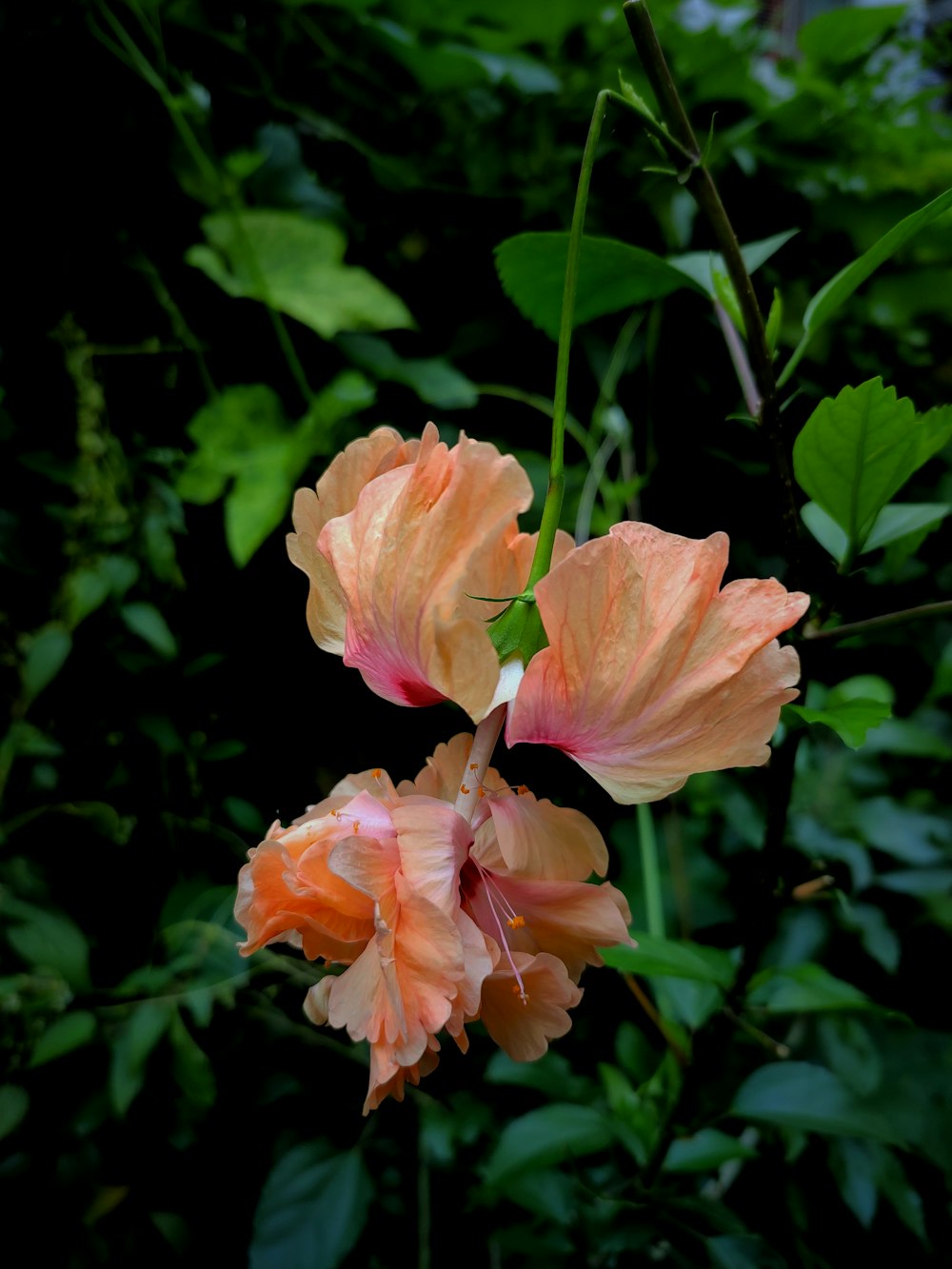 two orange flowers with green leaves in the background