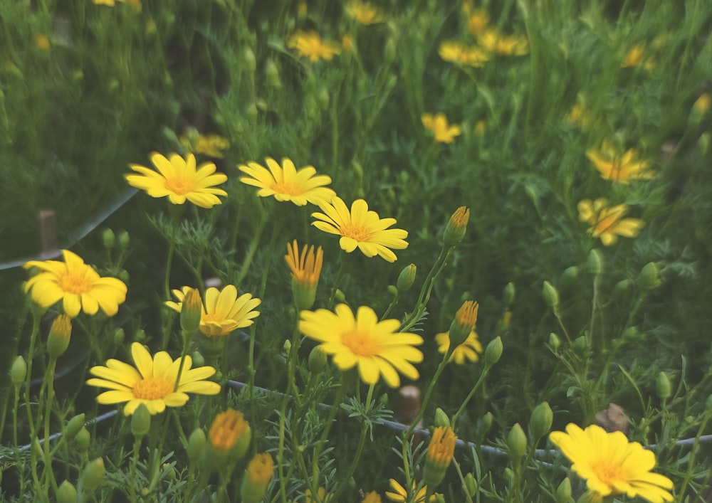 a bunch of yellow flowers that are in the grass