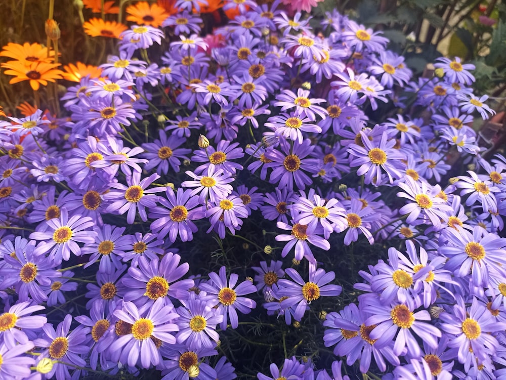 a bunch of purple and yellow flowers in a garden