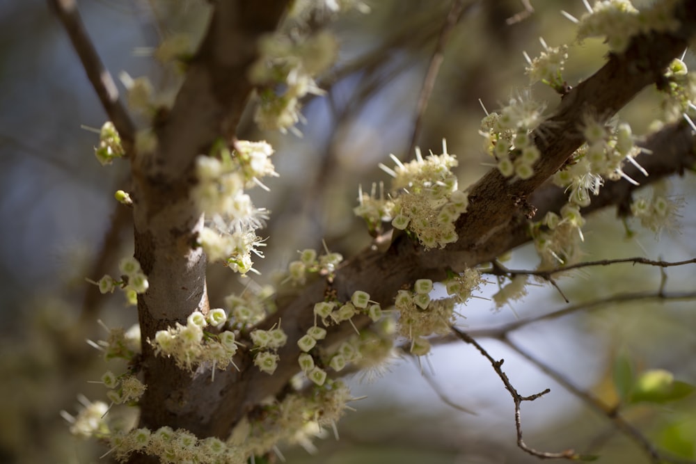 a close up of a tree with white flowers