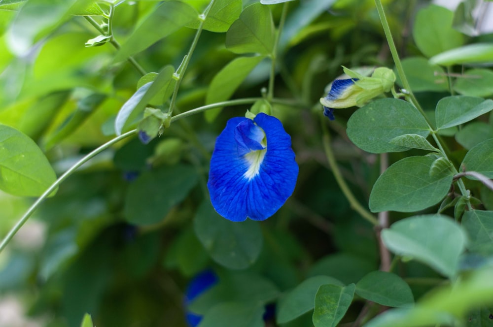 a blue flower that is growing on a plant