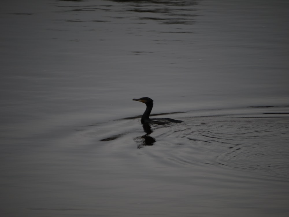 a black duck floating on top of a body of water