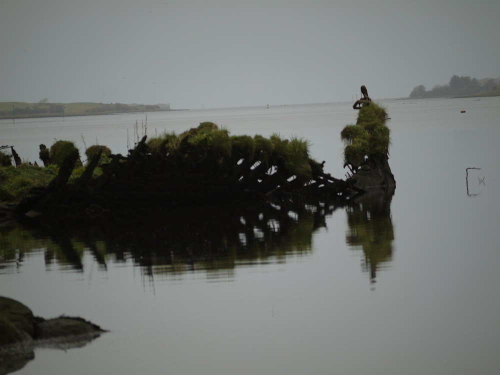 a bird sitting on a tree stump in the water