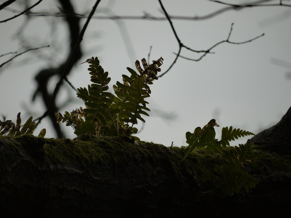 a bird is perched on top of a tree branch