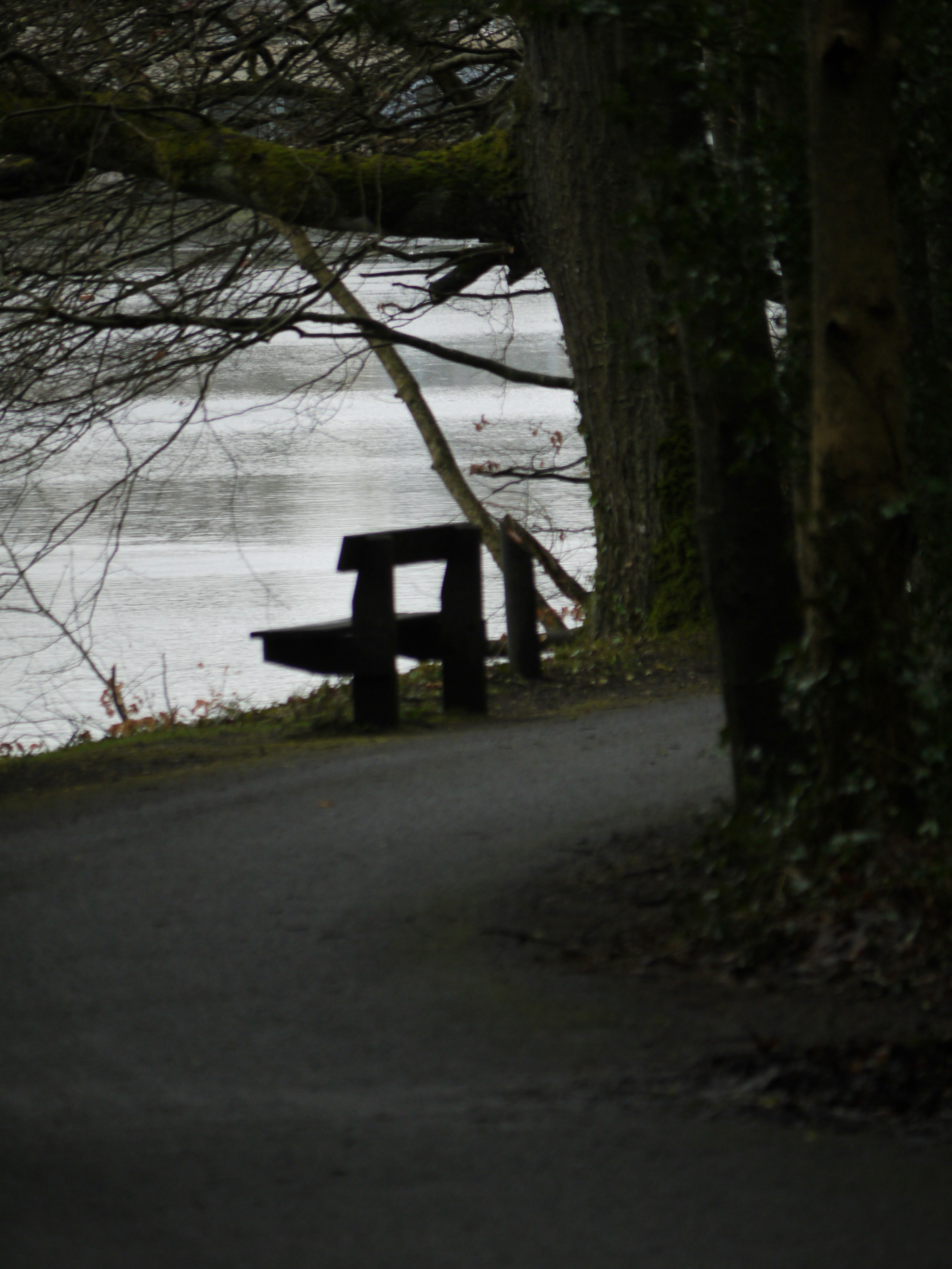 a bench sitting on the side of a road next to trees