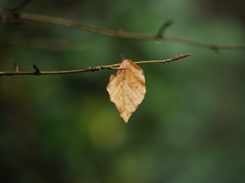 una sola hoja cuelga de una rama