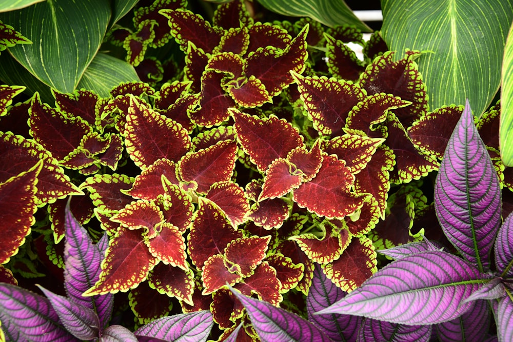 a close up of a plant with purple and green leaves