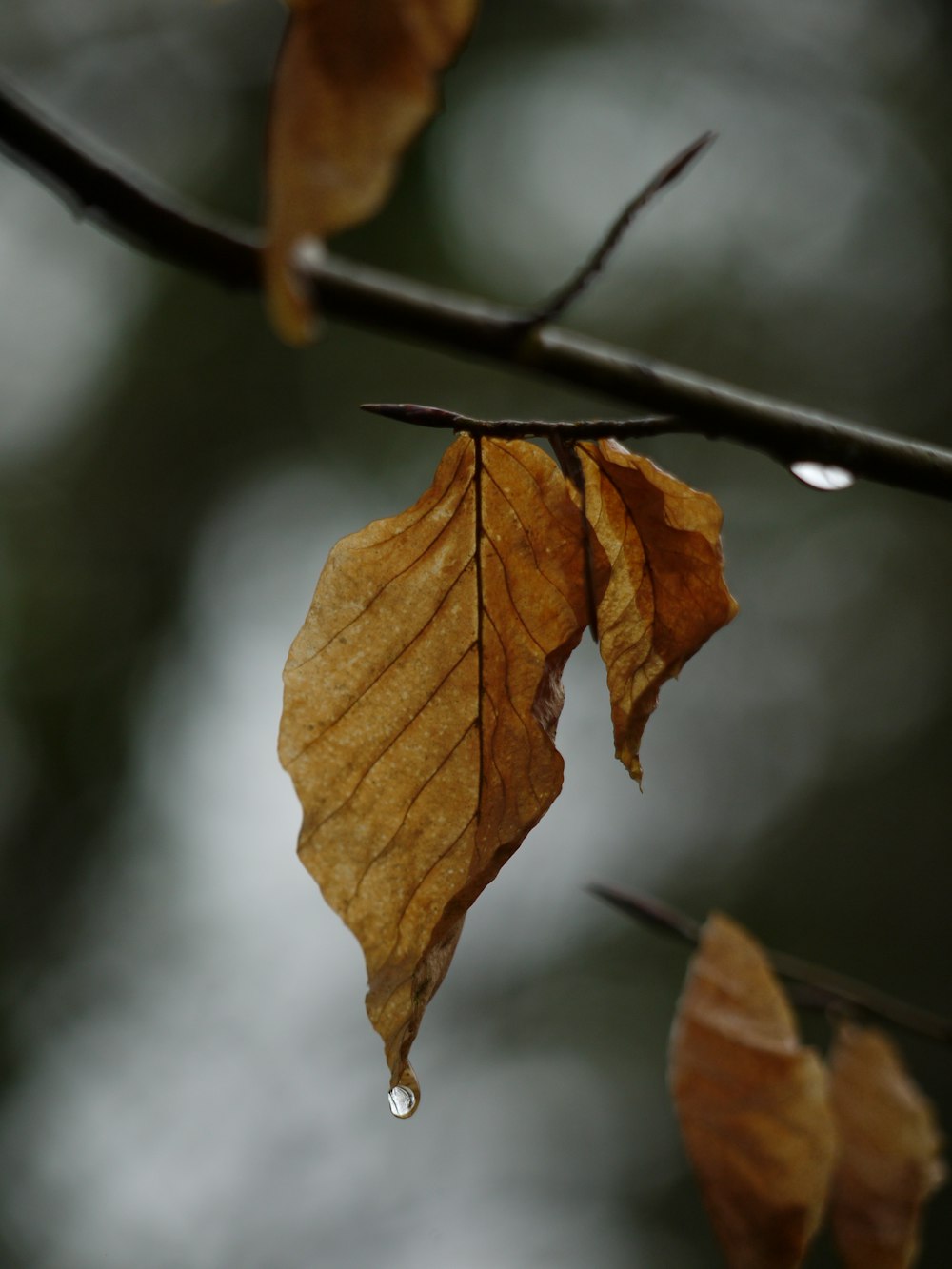 a leaf with a drop of water hanging from it