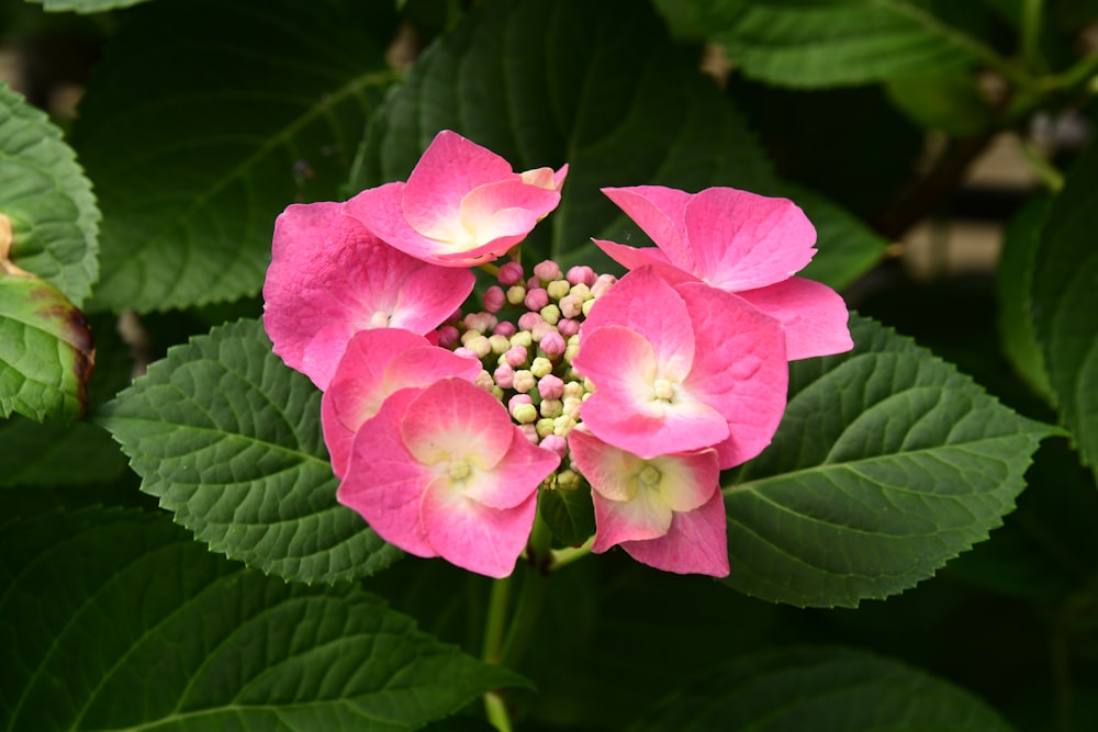 a close up of a pink flower with green leaves