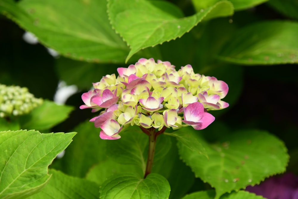 a small pink and white flower surrounded by green leaves