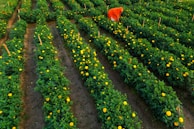 a large field of yellow flowers with a red cow in the distance