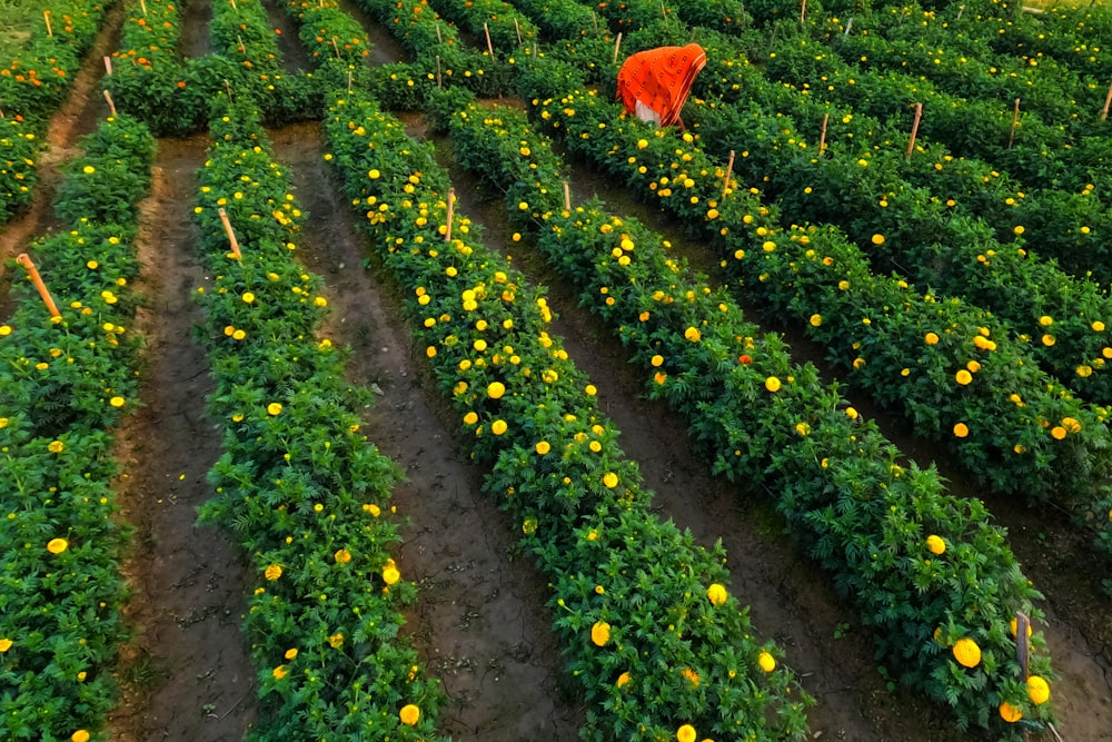 a large field of yellow flowers with a red cow in the distance