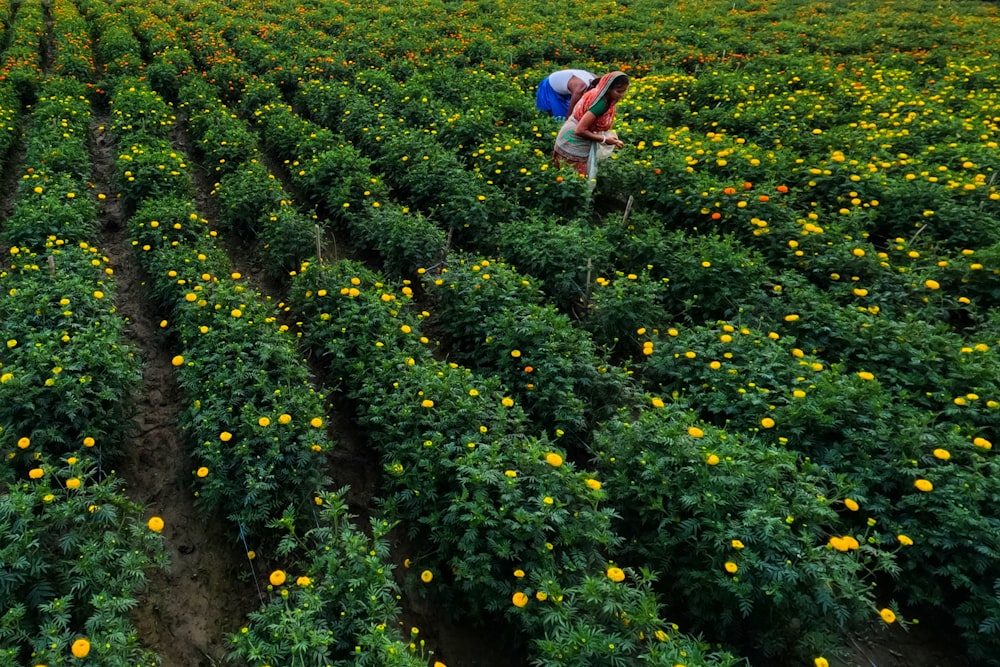 a person picking flowers in a large field