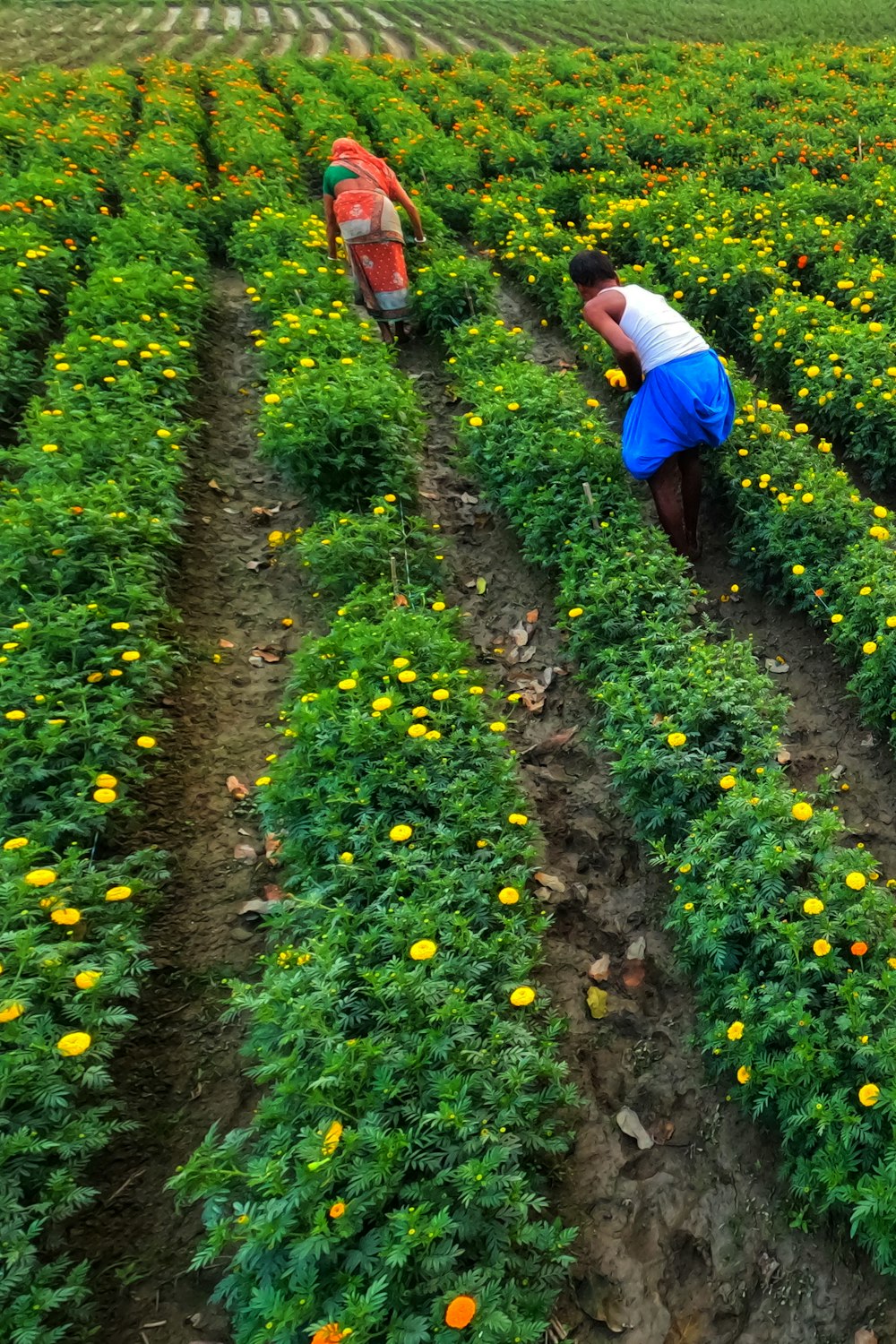 two people picking flowers in a field