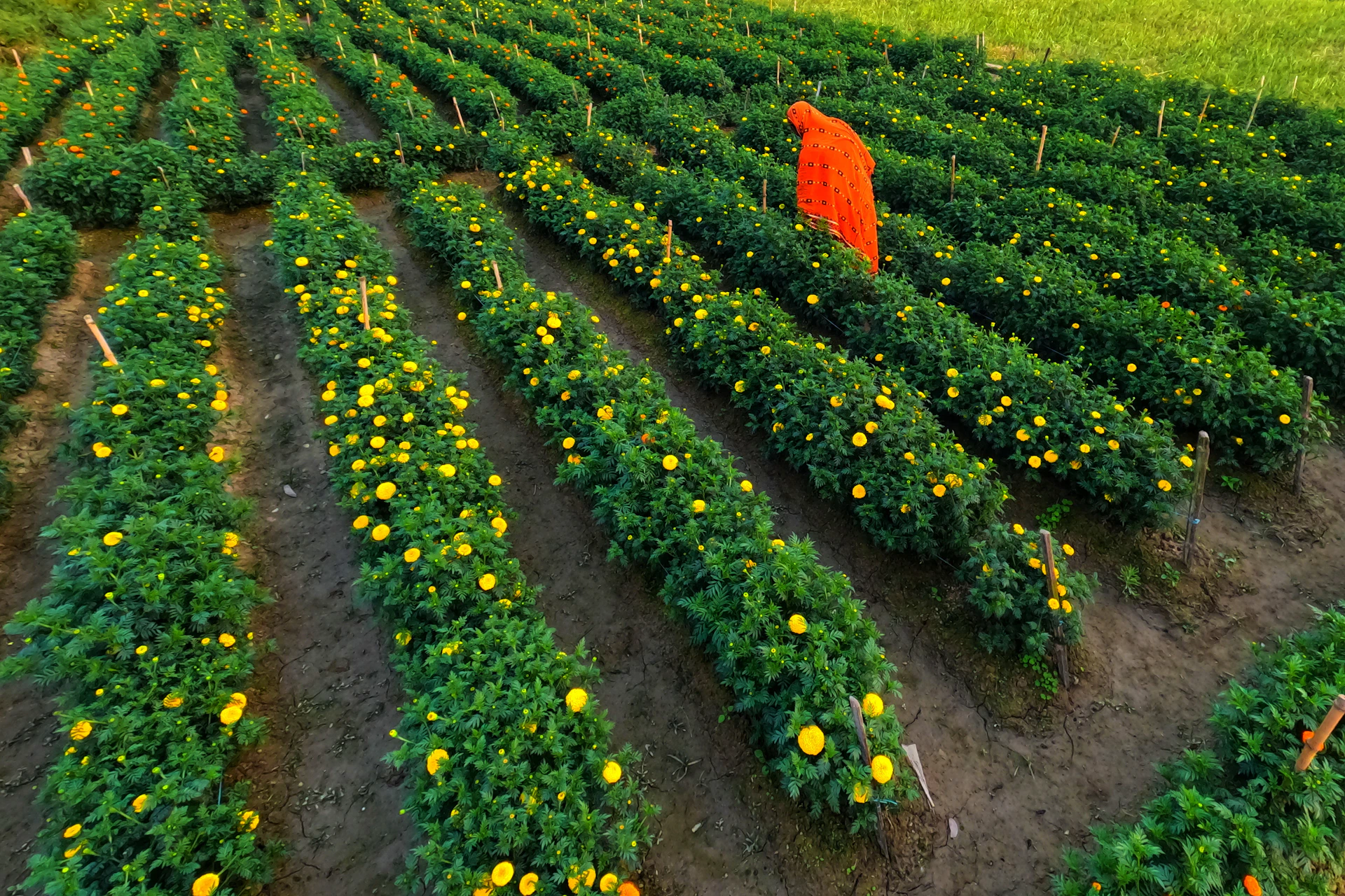 a person standing in a field of flowers