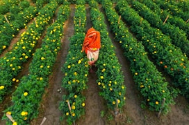 a woman walking through a field of yellow flowers