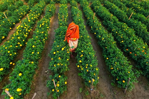 a woman walking through a field of yellow flowers