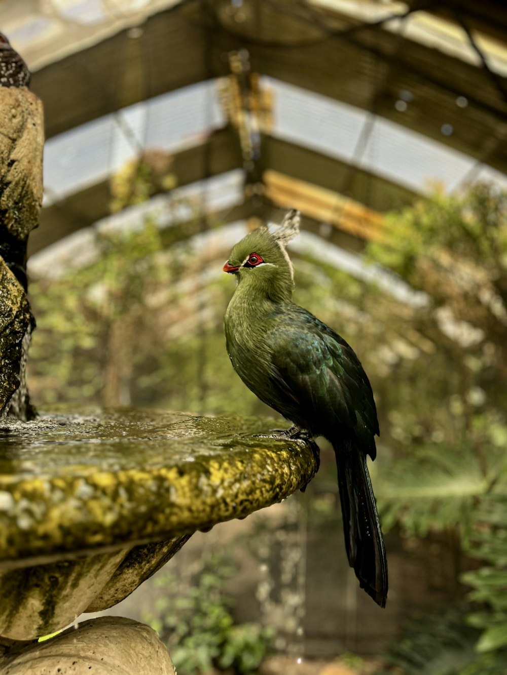 un oiseau vert assis au-dessus d’un bain d’oiseaux